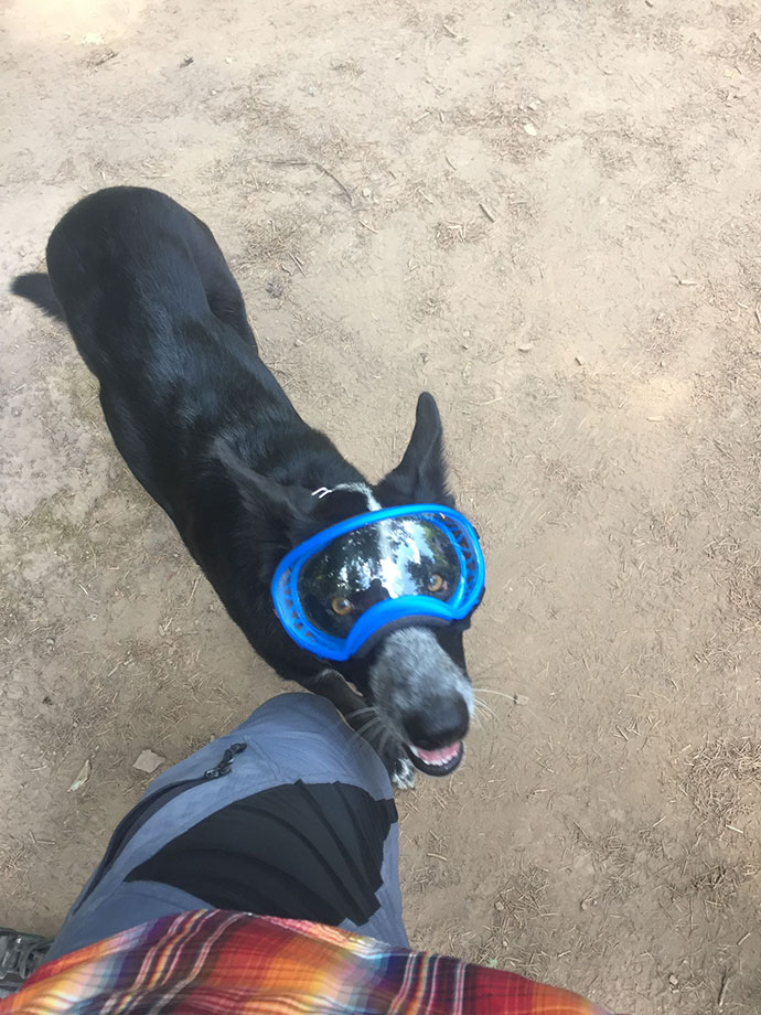 traildog with goggles on skyline trail